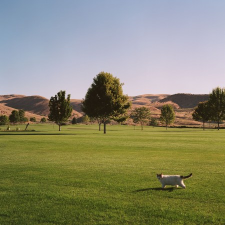 Missy the mouser in the front yard