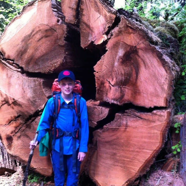 Old growth cedar tree olympic national park
